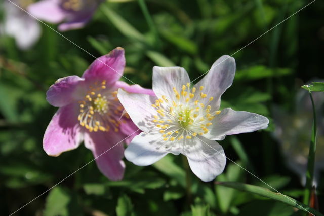 Bosanemoon (Anemone nemorosa)