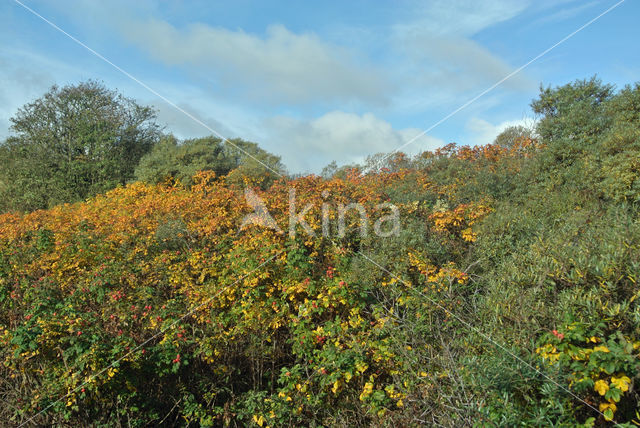 Amerikaanse vogelkers (Prunus serotina)