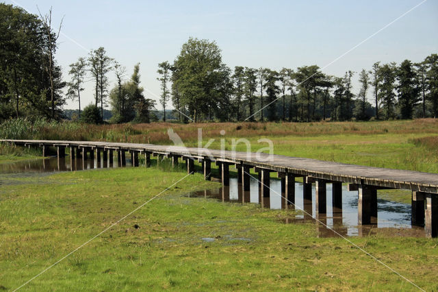 Pillwort (Pilularia globulifera)