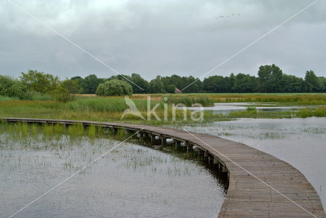 Pillwort (Pilularia globulifera)