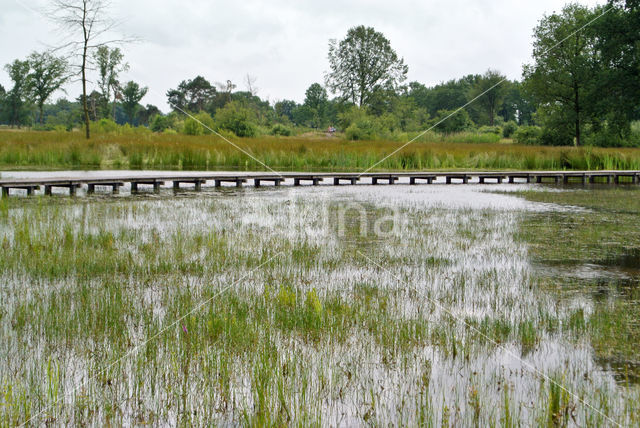 Pillwort (Pilularia globulifera)