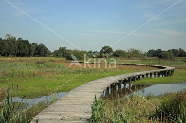 Pillwort (Pilularia globulifera)