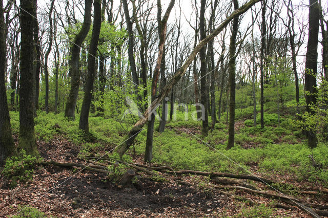 Zomereik (Quercus robur)