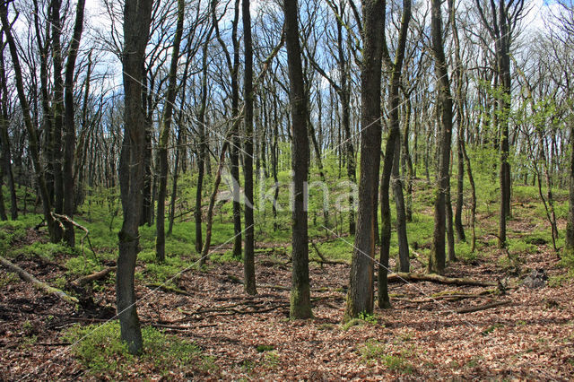 Zomereik (Quercus robur)