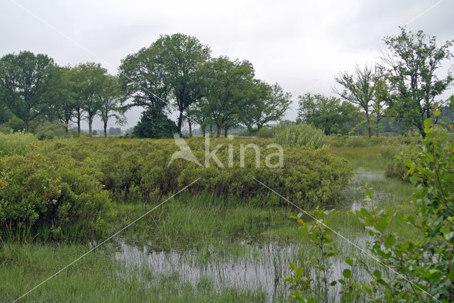 Gagel (Myrica gale)