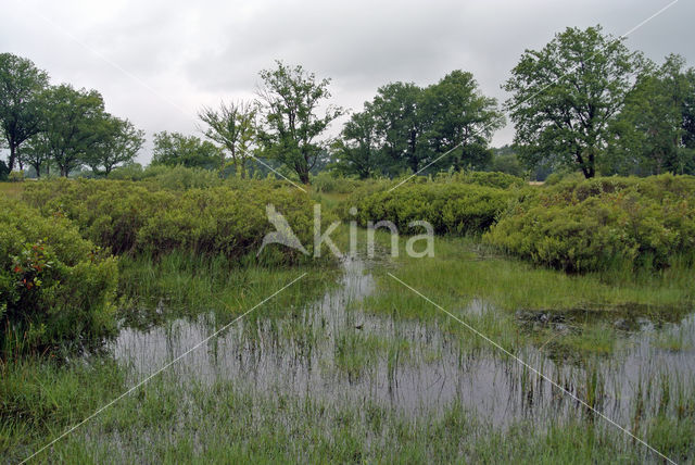 Bog myrtle (Myrica gale)