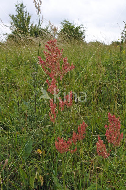 Geoorde zuring (Rumex thyrsiflorus)