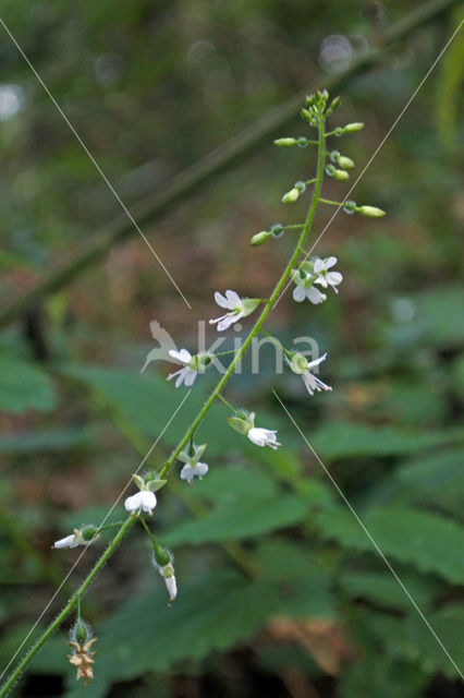 Enchanter's-nightshade (Circaea lutetiana)