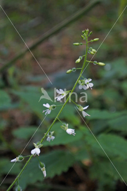 Enchanter's-nightshade (Circaea lutetiana)