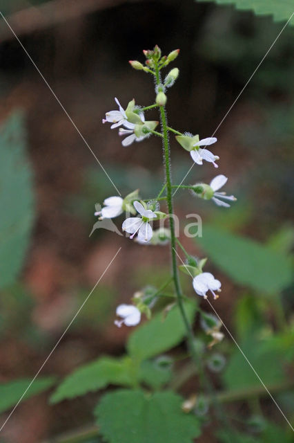 Enchanter's-nightshade (Circaea lutetiana)