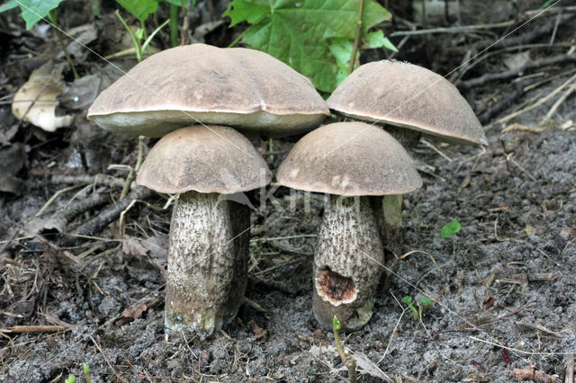 Harde populierboleet (Leccinum duriusculum)