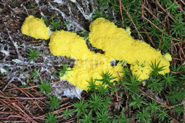 Scrambled egg slime (Fuligo septica)