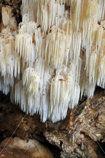 Coral tooth (Hericium coralloides)