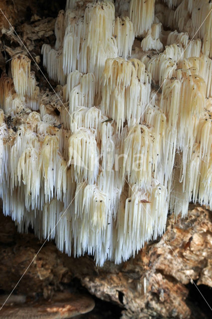 Coral tooth (Hericium coralloides)