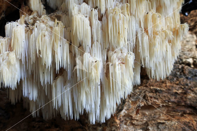 Coral tooth (Hericium coralloides)