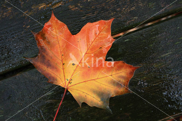 maple (Acer spec.)