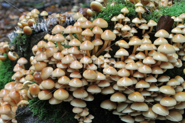 Gewone zwavelkop (Hypholoma fasciculare var. fascicularis)