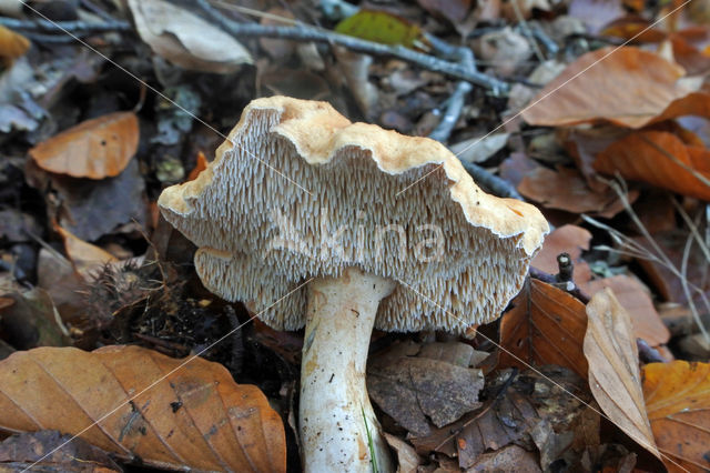 Wood Hedgehog (Hydnum repandum)