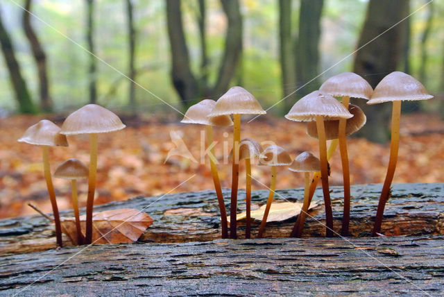 Fraaisteelmycena (Mycena inclinata)