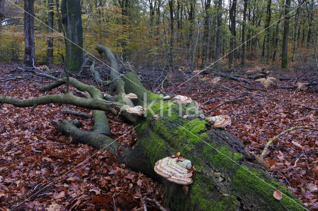 Echte tonderzwam (Fomes fomentarius)