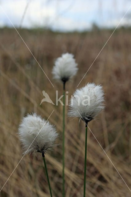 Eenarig wollegras (Eriophorum vaginatum)