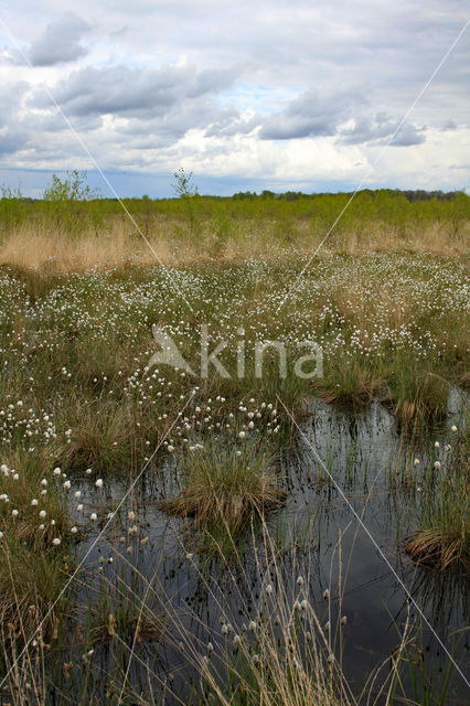 Eenarig wollegras (Eriophorum vaginatum)