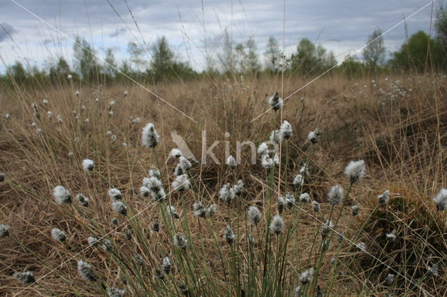 Eenarig wollegras (Eriophorum vaginatum)