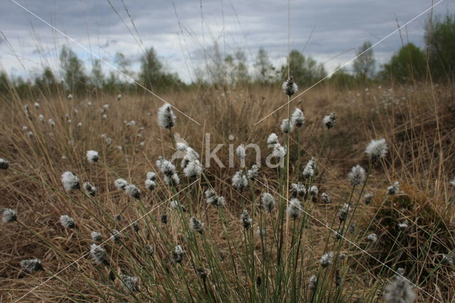 Hare's-tail Cottongrass (Eriophorum vaginatum)