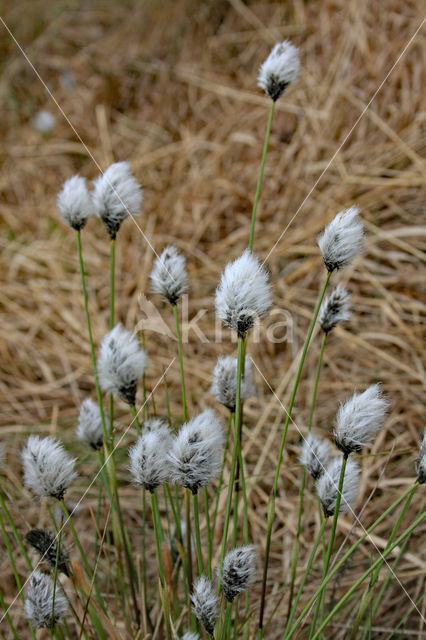 Hare's-tail Cottongrass (Eriophorum vaginatum)