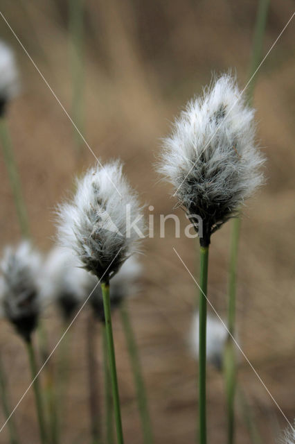 Eenarig wollegras (Eriophorum vaginatum)