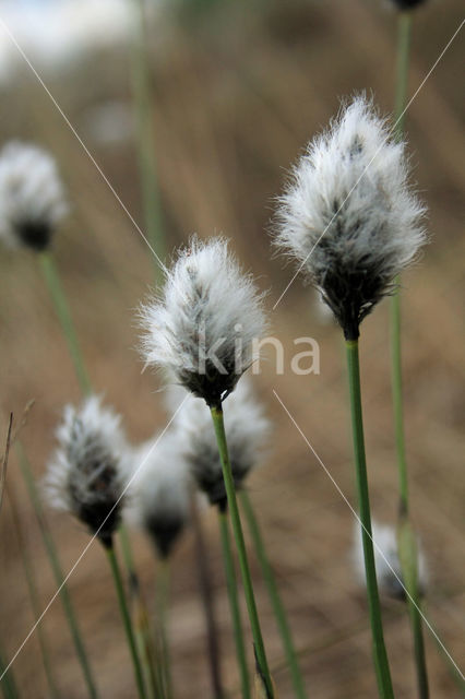 Eenarig wollegras (Eriophorum vaginatum)