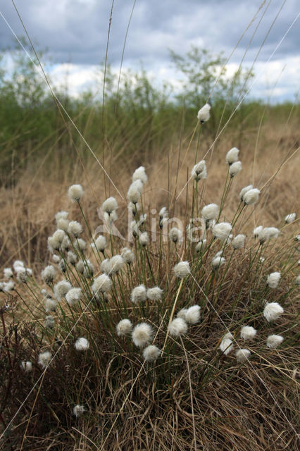 Eenarig wollegras (Eriophorum vaginatum)