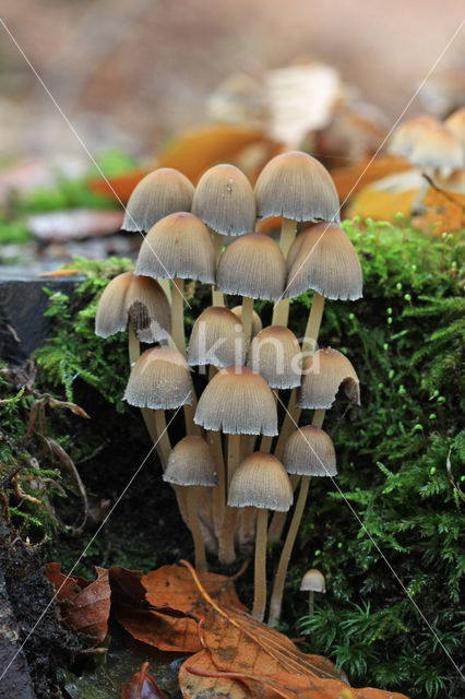 Glistening inky cap (Coprinellus truncorum)