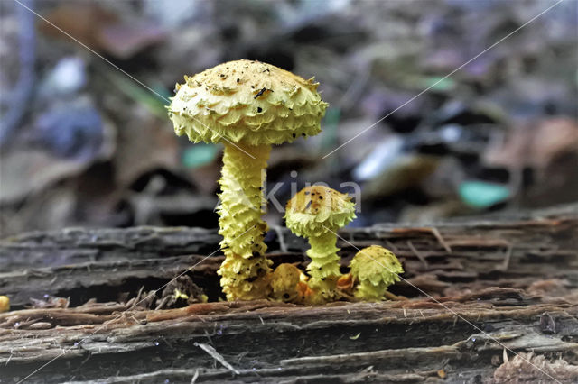 Flaming Scalycap (Pholiota flammans)