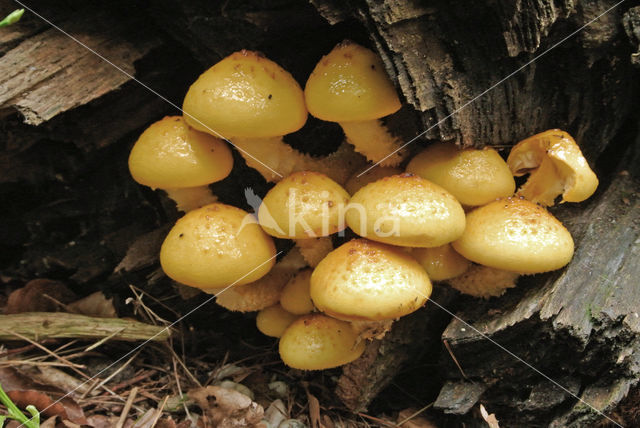 Pholiota aurivella var. aurivella