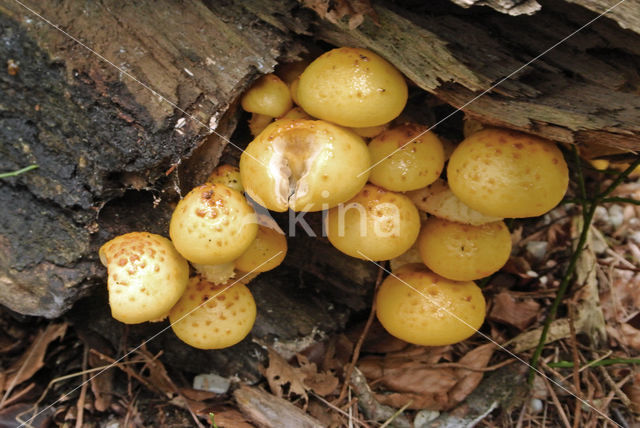 Pholiota aurivella var. aurivella