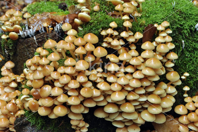 Sulphur Tuft (Hypholoma fasciculare var. fascicularis)