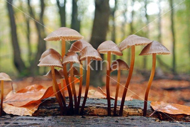 Fraaisteelmycena (Mycena inclinata)