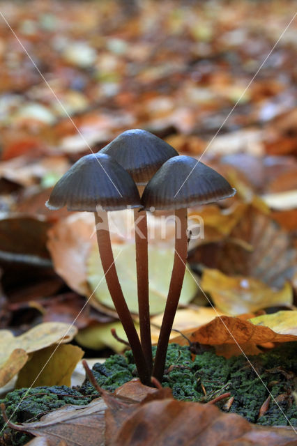 Fraaisteelmycena (Mycena inclinata)