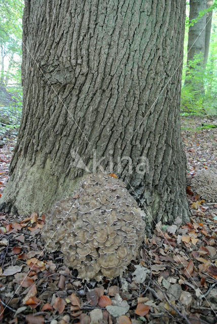 Hen of the woods (Grifola frondosa)