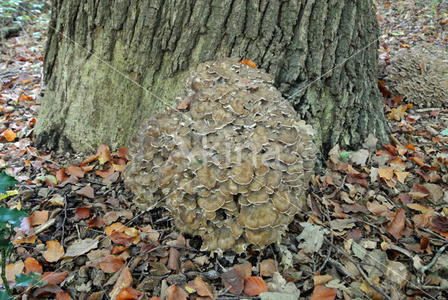 Hen of the woods (Grifola frondosa)