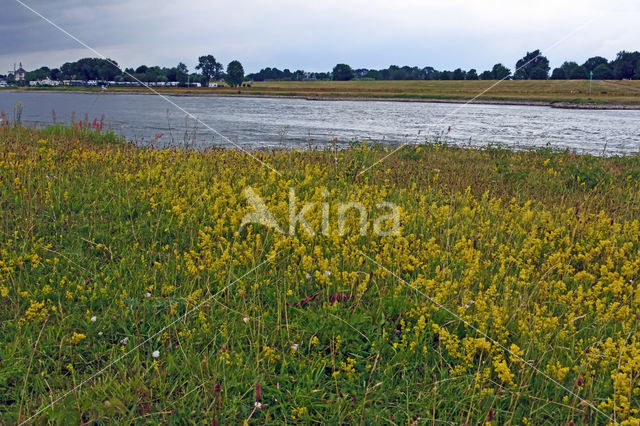 Geel walstro (Galium verum)