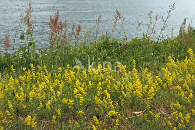 Geel walstro (Galium verum)