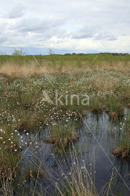 Eenarig wollegras (Eriophorum vaginatum)