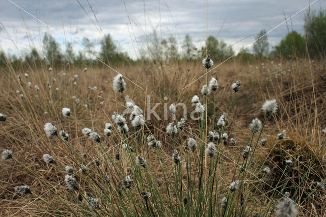 Eenarig wollegras (Eriophorum vaginatum)