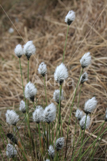 Eenarig wollegras (Eriophorum vaginatum)