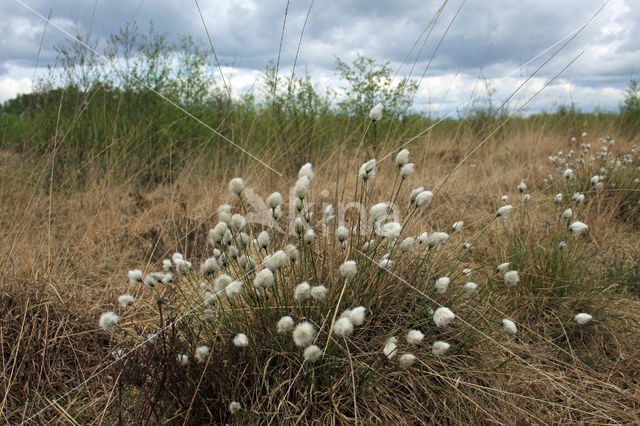 Eenarig wollegras (Eriophorum vaginatum)