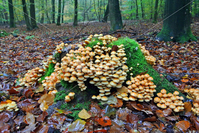 Gewone zwavelkop (Hypholoma fasciculare var. fascicularis)