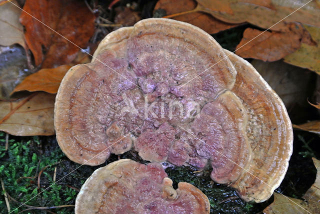 blushing bracket (Daedaleopsis confragosa)