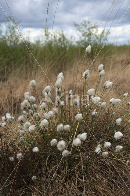 Hare's-tail Cottongrass (Eriophorum vaginatum)